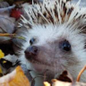 Meet your Posher, Grace